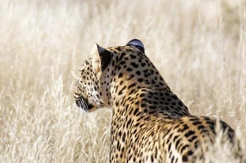 Leopard (Panthera pardus) Stock Photos