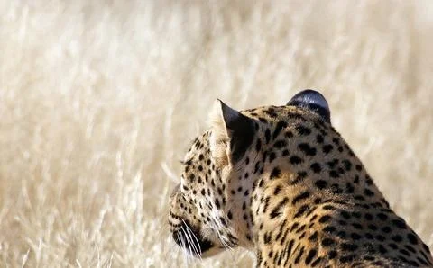 Leopard (Panthera pardus) Stock Photos