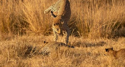 A Leopard, Panthera pardus, playing with her cubs. Stock Photos