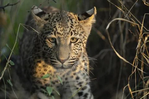 Leopard (Panthera pardus) portrait, Khomas Region, Namibia Stock Photos