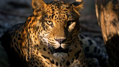 Leopard (Panthera pardus) portrait at sunset Video stock 101403318
