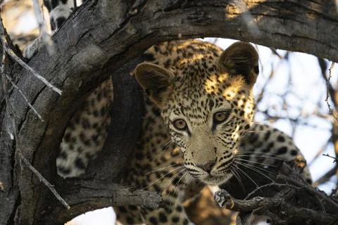 Leopard (Panthera pardus) - portrait in a tall tree, Khomas Region, Namibia Stock Photos