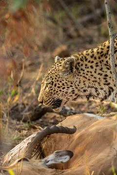 Leopard, Panthera pardus, Profile shot of a female leopard standing over an.. 스톡 사진