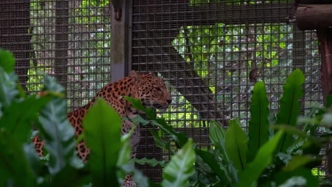A leopard (Panthera pardus) resides in captivity within a wildlife enclosure. Stock Footage 304848583