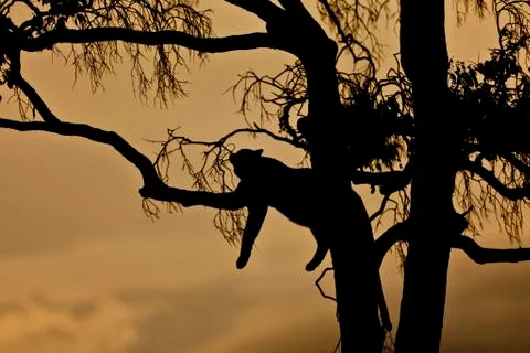 Leopard (panthera pardus) resting on a fig tree at dusk, silhouette, masai ma Stock-Fotos