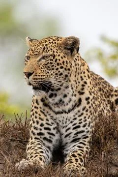 Leopard, Panthera pardus, resting in grass. Stock Photos