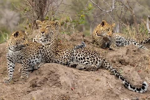 A leopard, Panthera pardus, resting with her two cubs. Stock Photos