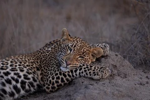 Leopard, Panthera pardus, resting on mound, close up. Stock Photos