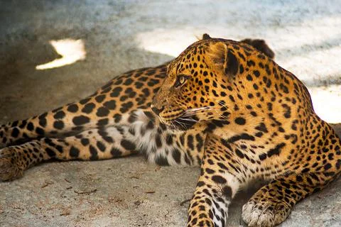 Leopard (panthera pardus) roaring on the rocks. Stock-Fotos
