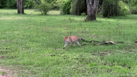 Leopard (Panthera pardus) running in savannah in South Luangwa National Park Stock Footage 333472067
