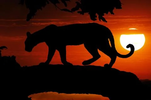 Leopard, panthera pardus, Silhouette in a Tree at Sunset, Moremi Reserve, O.. Stock Photos
