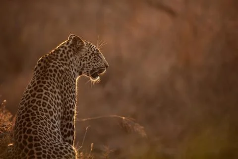 A leopard, Panthera pardus, sits with its back to the camera, in soft sunset  Stock Photos