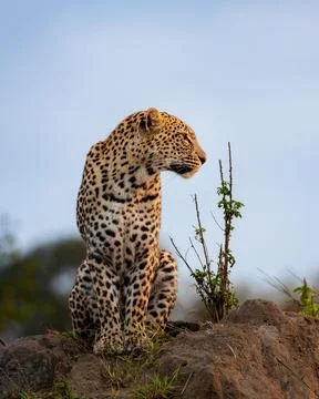 A leopard, Panthera pardus, sits on a mound and looks to the right. Foto stock