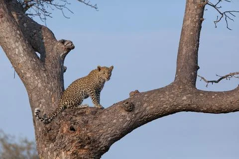 A leopard, Panthera pardus, sits in a tree, blue background Stock Photos