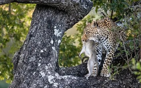 A leopard, Panthera pardus, sits in a tree with a dead vervet monkey, Chlor.. Foto stock
