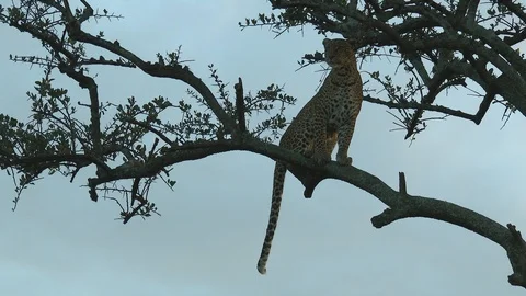 Leopard (Panthera pardus) sitting on a branch in a tree, scanning distance 스톡 동영상 97711724