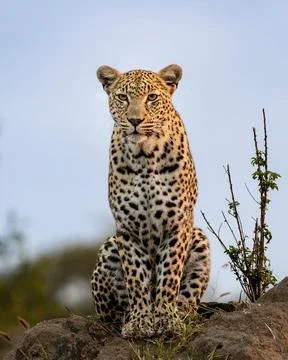 A leopard, Panthera pardus, sitting on a mound, direct gaze. Foto stock