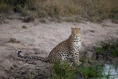 A leopard, Panthera Pardus, sitting next to water. Foto stock