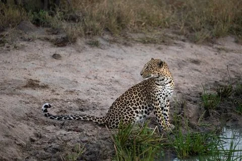 A leopard, Panthera Pardus, sitting next to water. Foto stock