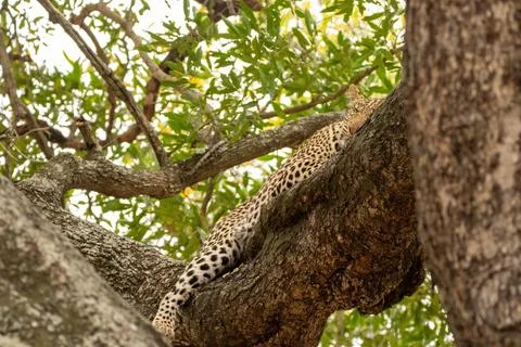 Leopard, Panthera pardus, sleeping in a tree. Stock Photos