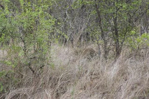 Leopard, Panthera pardus, stalking through the dense african bush Stock Photos