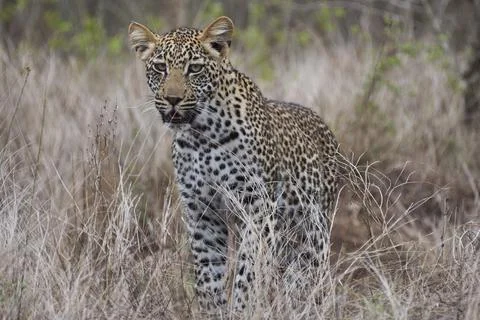 Leopard, Panthera pardus, stalking through the dense african bush 스톡 사진