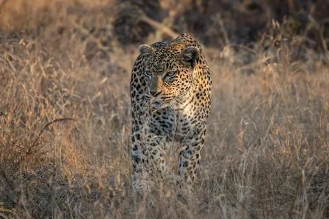 Leopard, Panthera pardus, stalking through the tall grass. Stock Photos