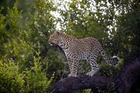 A leopard, Panthera pardus, standing on a branch and gazes out into the dis.. Foto stock