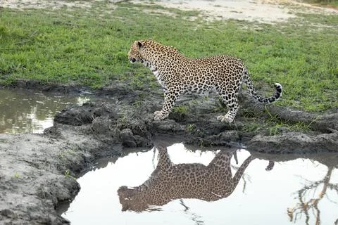 A leopard, Panthera pardus, standing next to water, reflection. Foto stock
