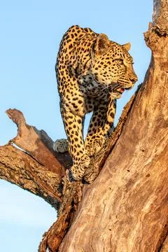 Leopard, Panthera pardus, standing in a tree. 스톡 사진