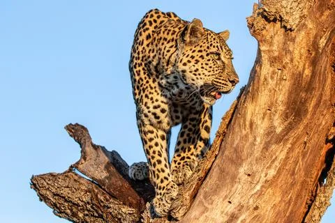Leopard, Panthera pardus, standing in a tree trunk Stock Photos