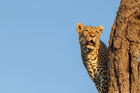 Leopard, Panthera pardus, standing in a tree. Stock Photos