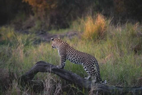 A leopard, Panthera pardus, stands on a dead tree while looking into the di.. Stock Photos