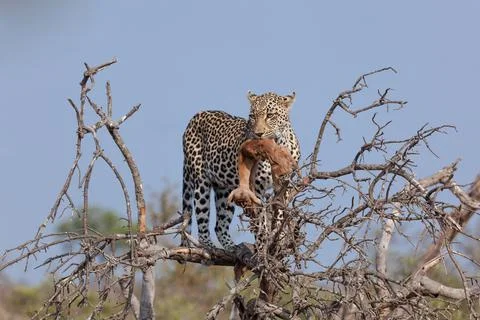 A leopard, Panthera pardus, stands on a fallen over a tree with a dead impala Foto stock
