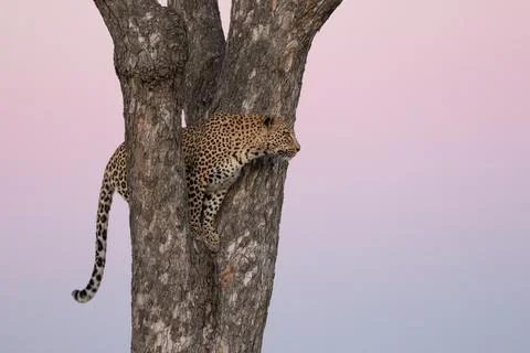 A leopard, Panthera pardus, stands in the fork of a tree at sunset Stock Photos