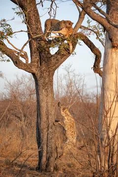 A leopard, Panthera pardus, stands in a tree with a kill as a spotted hyena, Foto stock