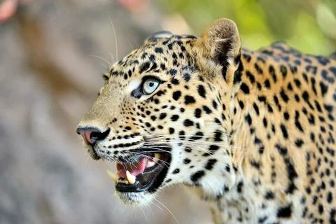 Leopard panthera pardus staring ; Ranthambore tiger reserve ; Rajasthan ; Ind Stock-Fotos