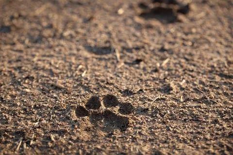 A leopard, Panthera pardus, track in the mud Foto stock