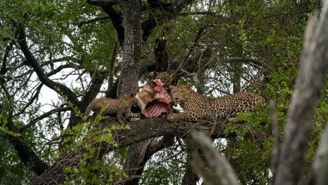 Leopard, Panthera pardus, in a tree, with cubs feeding. Stock Photos