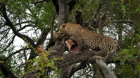 Leopard, Panthera pardus, in a tree, with cubs feeding. Stock Photos
