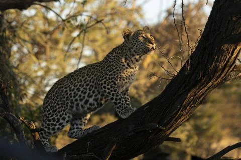 Leopard (Panthera pardus) in a tree, Khomas Region, Namibia Stock Photos