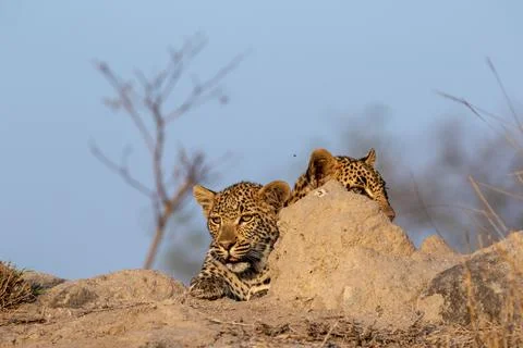 Leopard, Panthera pardus, Two leopards peering over the edge of a termite mou Stock Photos