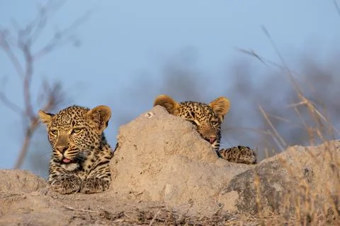 Leopard, Panthera pardus, Two leopards peering over the edge of a termite mou Stock Photos