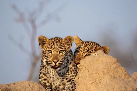 Leopard, Panthera pardus, Two leopards sitting together on a termite mound,.. Stock Photos