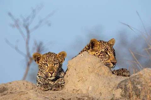 Leopard, Panthera pardus, Two leopards peering over the edge of a termite mou Stock Photos