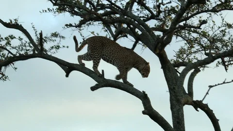 Leopard (Panthera pardus) walking and jumping down from a tree, during Stock Footage 97711629