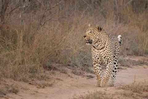 A leopard, Panthera Pardus, walking down a road. Foto stock