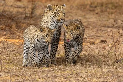 A leopard, Panthera pardus, walking with her two cubs. 스톡 사진