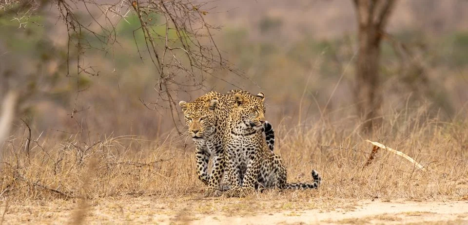 A leopard, Panthera pardus, walking with her cub. Stock Photos