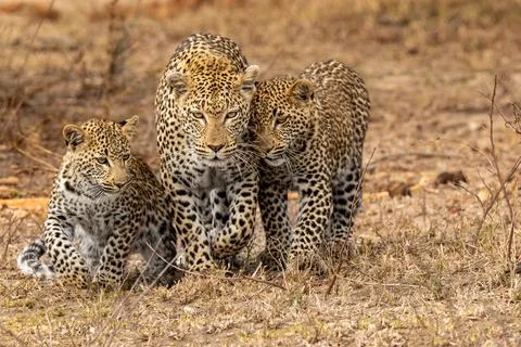A leopard, Panthera pardus, walking with her two cubs. 스톡 사진